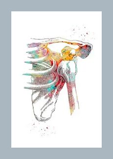 Améliorer la microcirculation dans les tissus articulaires et musculaires