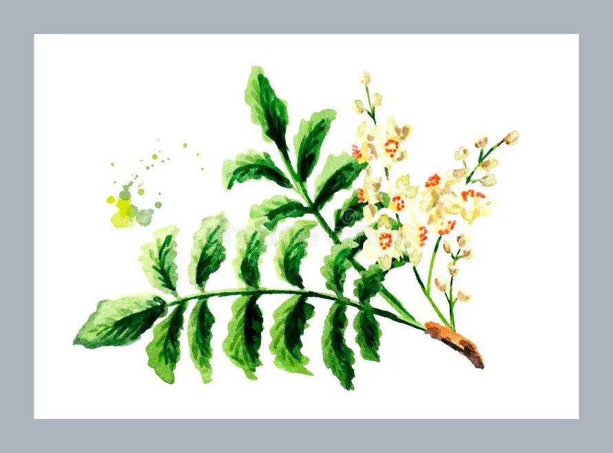 Feuilles de Boswellia