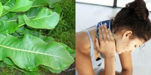 Les feuilles de raifort sont bonnes pour traiter l'ostéochondrose.
